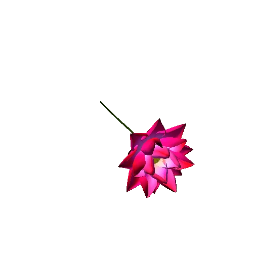 lotus flower 36